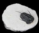 Devil Horned Cyphaspis Walteri Trilobite - #39777-4